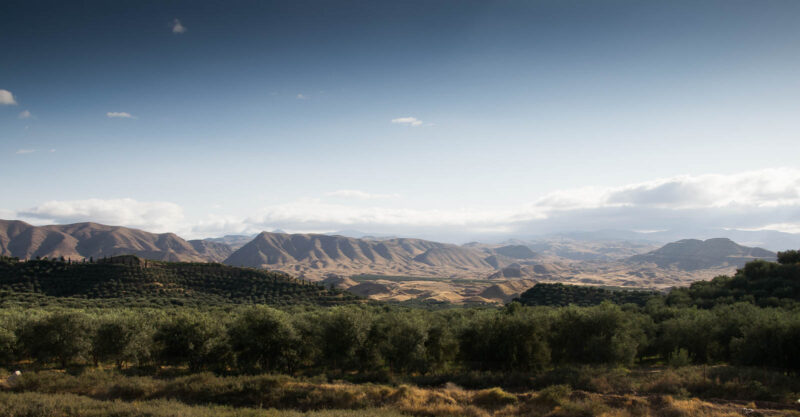 Olive fields near Manjil, Gilan Province, Iran