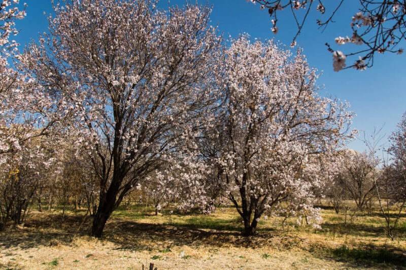 Nartitee Ecolodge, Taft, Yazd Province, Iran