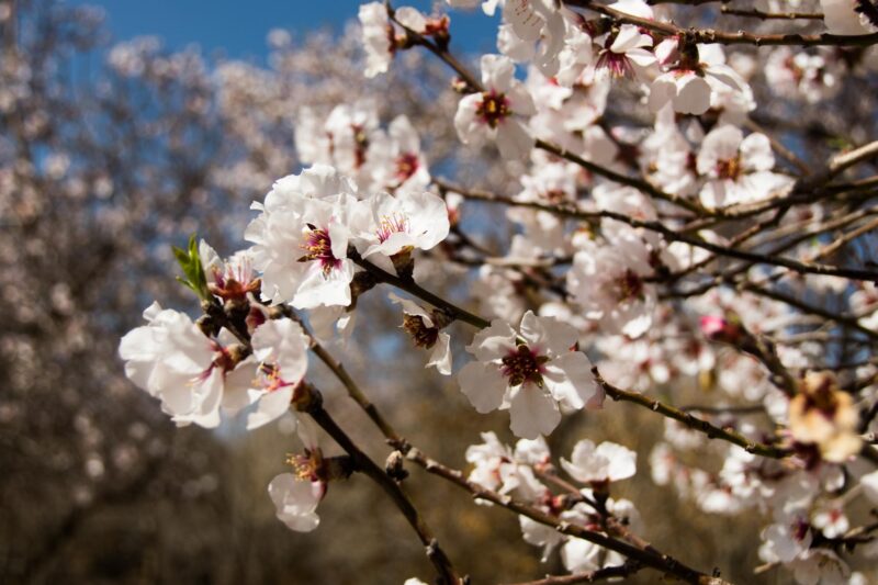 Nartitee Ecolodge, Taft, Yazd Province, Iran