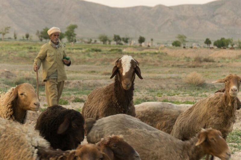 Aliakbar Dandashti, Shepherd From The Village Of Kardak E Khajer